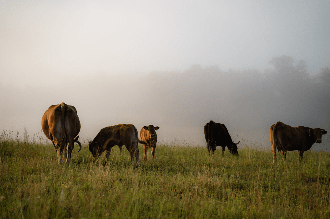 At least a thousand cows ©Krynds